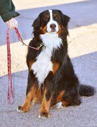 rescue bernese mountain dogs