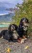 Supporting Bernese Dog Rescue Efforts in the UK