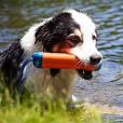 Enhance Playtime with the Chuckit Dog Toy: A Must-Have for Your Pooch!