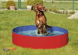 Fun and Frolic with Dog Water Toys: Keeping Your Pooch Cool and Happy!