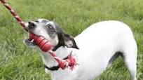 Enhancing Playtime with a Durable Tug of War Dog Toy