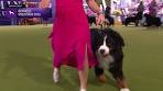 bernese mountain dog show