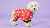 Customised Canine Couture: Personalised Dog Sweatshirts for Humans