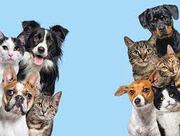 Cherishing Our Pets’ Unconditional Love: The Joy They Bring Into Our Lives