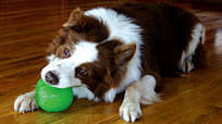 Ultimate Fun and Durability: Starmark Dog Toys for Engaging Playtime