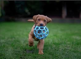 Embrace Unconditional Love: Adopt a Dog Today!