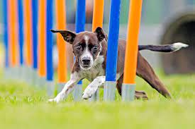 Mastering Canine Training: A Guide to Obedience and Bonding