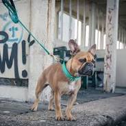 Stylish Dog Apparel Selections in the UK: Dress Your Pup in Fashionable Threads