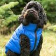 puppy apparel