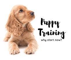 puppy training