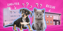 shelter or rescue