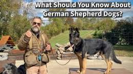 Unleashing the Potential: The Versatile World of Shepherd Dogs