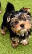 Discover Adorable Teacup Yorkies for Sale: Your Perfect Tiny Companion Awaits!