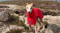 whippet puppy clothes