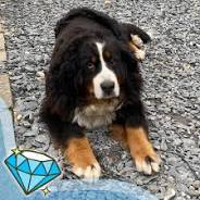 adoptable bernese mountain dog