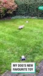 Unleash Fun and Excitement with Your Remote Control Dog Toy