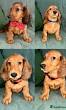toy puppies for sale